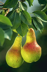 http://commons.wikimedia.org/wiki/File:Pears.jpg