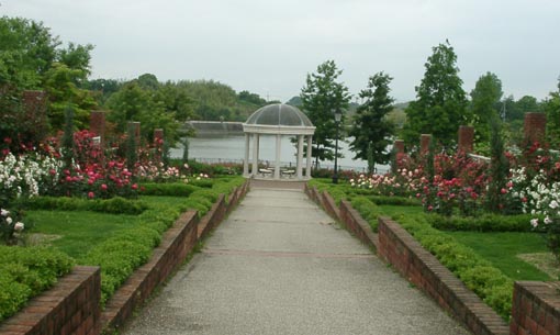 蜻蛉池公園薔薇:36kb