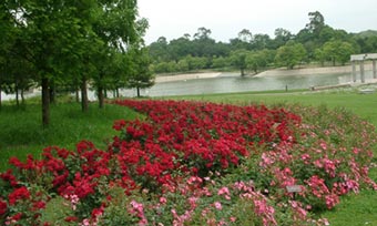 蜻蛉池公園薔薇:24kb