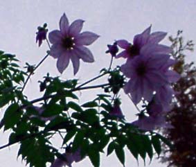 木立ダリアの花f610.jpg 16KB