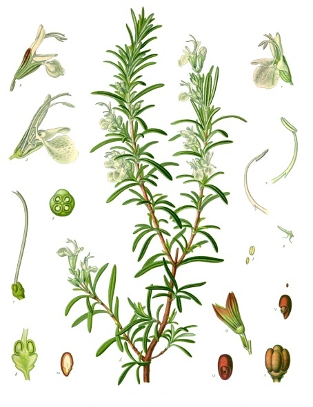 Rosmarinus officinalis - Köhler–s Medizinal-Pflanzen-258