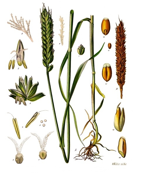 Triticum aestivum - Köhler–s Medizinal-Pflanzen-274