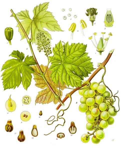 Vitis vinifera - Köhler–s Medizinal-Pflanzen-145