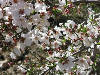 PikiWiki Israel 5777 Spring in Bekoa Almonds 
